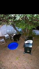 Multiple Bears Visit Residential Apple Tree