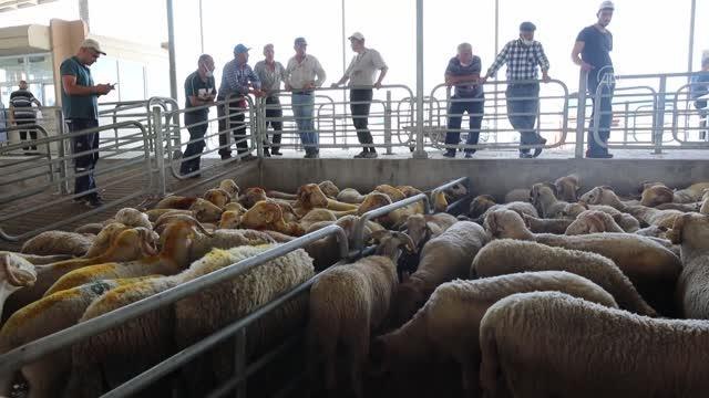 Kurban pazarlarında arife günü hareketliliği