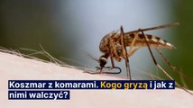 Walka z komarami. Kogo gryzą i jak z nimi walczyć?