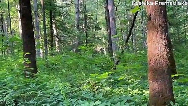 Mama Bear Helps Cubs Cross the Road at Cades Cove