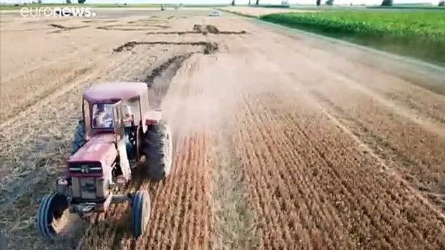 Cerchi nel grano ma olimpici: land art in omaggio ai Giochi di Tokyo