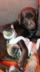 Dog and Cat Cuddle Up On Couch