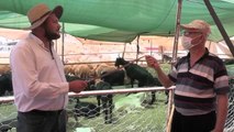 KAHRAMANMARAŞ - Hayvan pazarlarında arife günü hareketliliği
