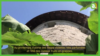 U Paulownia au pied du Fort Rouge, à Tournai