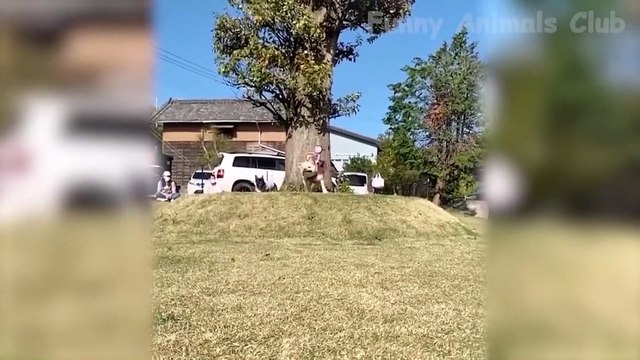 Funny And Cute Pets Doing Things - Funny Dogs And Cats Reactions