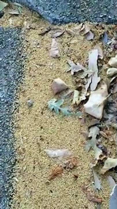 Odd Jumping Oak Galls 'Pop' Along Street Side