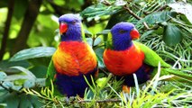 Amazing Parrots Special Collection