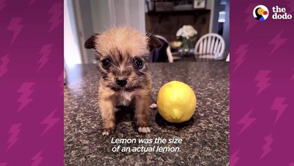 10-Ounce Puppy Terrifies 75-Pound Boxer _ The Dodo Little But Fierce # ANIMAL LOVERS