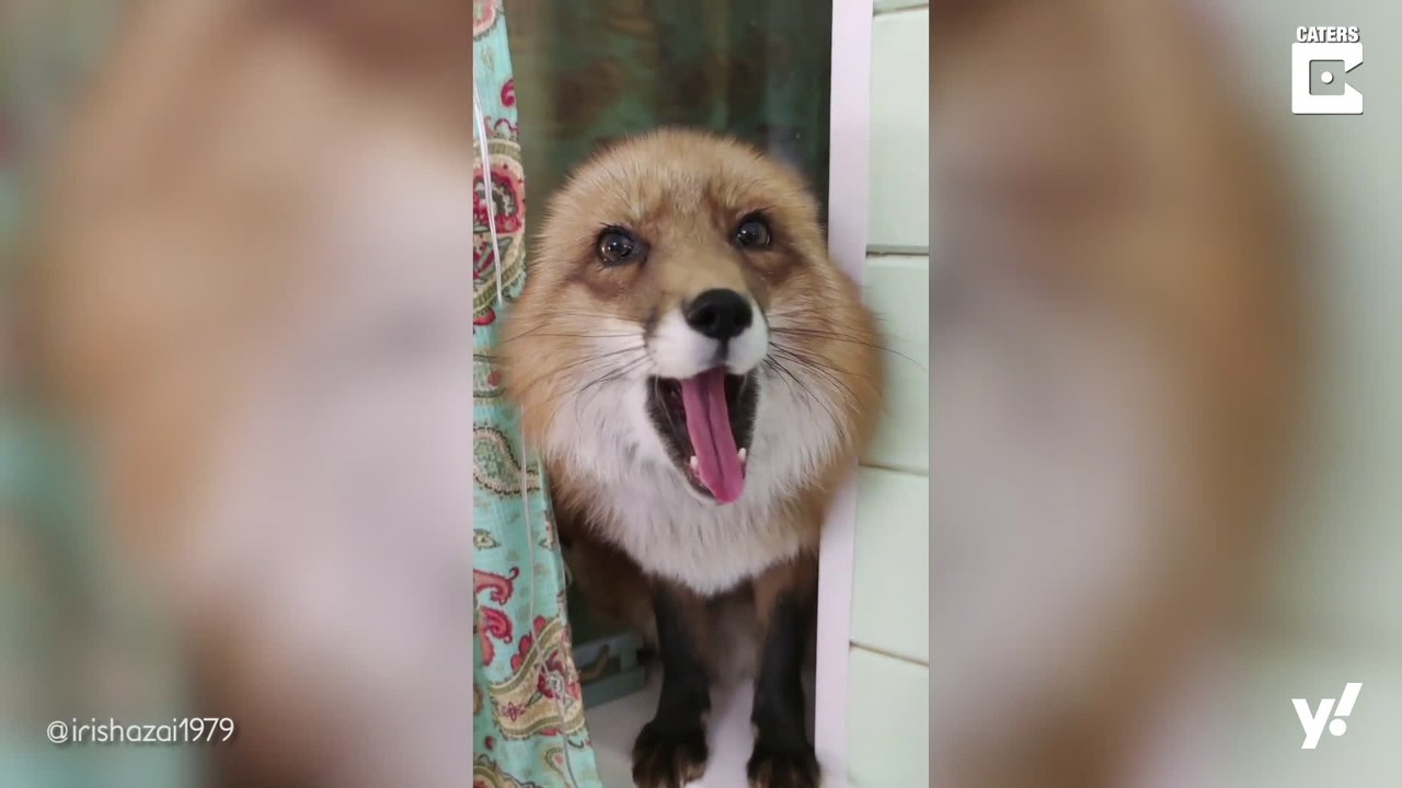 Ein Fuchs, der gerne singt