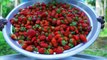1000 STRAWBERRY  Rava Kesari Recipe using Strawberry Jam  Strawberry