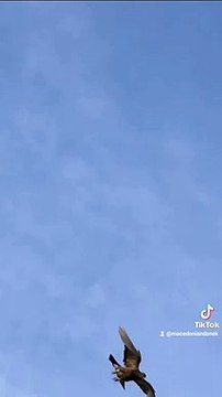 Makedonski dunek, macedonian donek, pacali donek, pigeon, pet, hobby, roller, guvercin