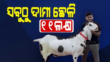 Goat Named Taimur Sold For Rs 11 Lakh