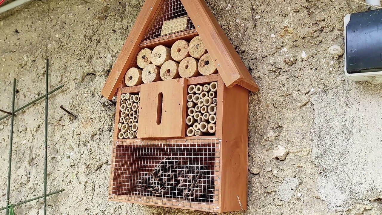 Meine insektenfreundliche Wand