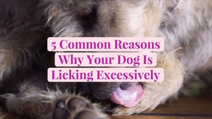 5 Common Reasons Why Your Dog Is Licking Excessively