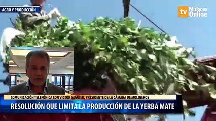 Resolución que limita la producción de la yerba mate