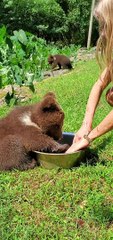 Endangered Baby Bear Plays in Water Bowl