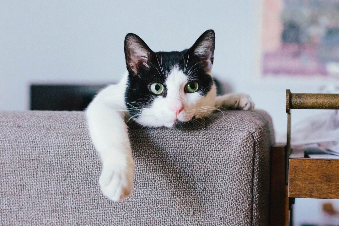 Cats Make Great Pets Because It's Science