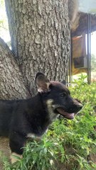 Baby Animal Pals Play Together in Tree