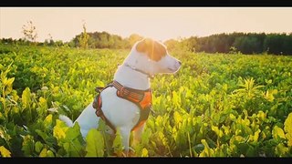 PET THERAPY Sleep Musicl Relaxing Music to  Soothe and Comfort Pets I Anxiety Music for  Relaxation