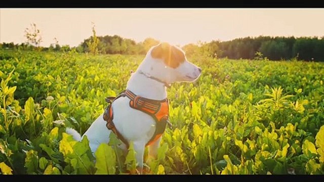 PET THERAPY Sleep Musicl Relaxing Music to Soothe and Comfort Pets I Anxiety Music for Relaxation