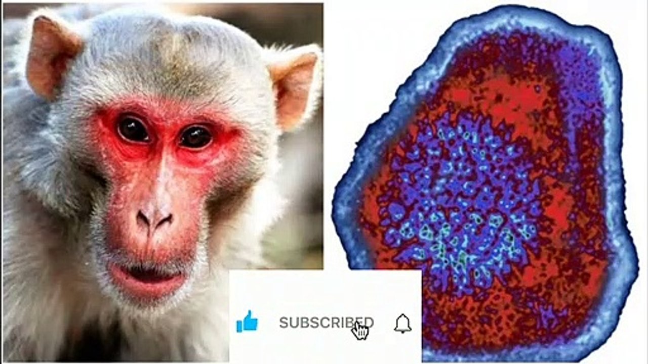 Monkey B Virus | Thamizh Talk