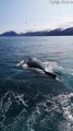 Humpback Whales Blow Bubble Net