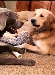 Golden Shows Some Attitude Then Some Smiles