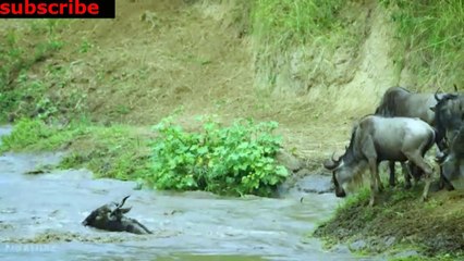 animais  vida  selvagem  natureza /  documentary wildlife animals nature  / animales fauna silvestre lnaturaleza.