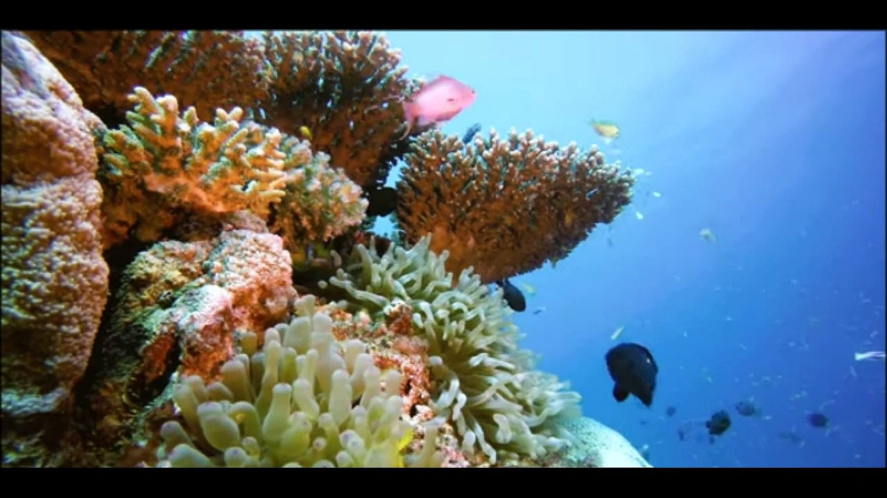 animais  vida  selvagem  natureza /  documentary wildlife animals nature  / animales fauna silvestre lnaturaleza.