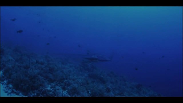 animais vida selvagem natureza / documentary wildlife animals nature / animales fauna silvestre lnaturaleza.