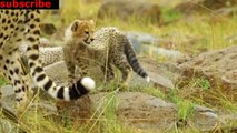 animais  vida  selvagem  natureza /  documentary wildlife animals nature  / animales fauna silvestre lnaturaleza.