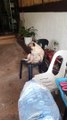 Pug Nodding Off During Siesta Time