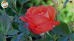 Morning Rose Bloom : WATCH ROSE AS IT BLOOMS