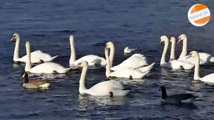 Duck Swimming : Duck LIFESTYLE