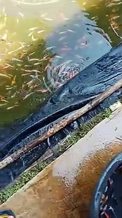 Kumpulan Ikan koi