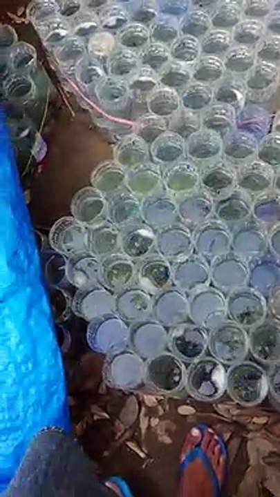 Ikan cupang Halfmoon