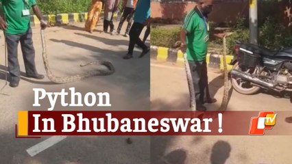 Giant Python Rescued At Infocity In Capital City Bhubaneswar