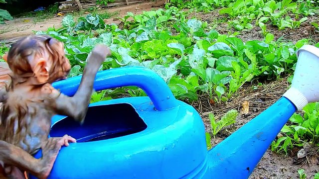 123=205So Pitiful Baby Monkey ALDO After Play Big Rainning So Tired Call Mom Come Back Home Please#205