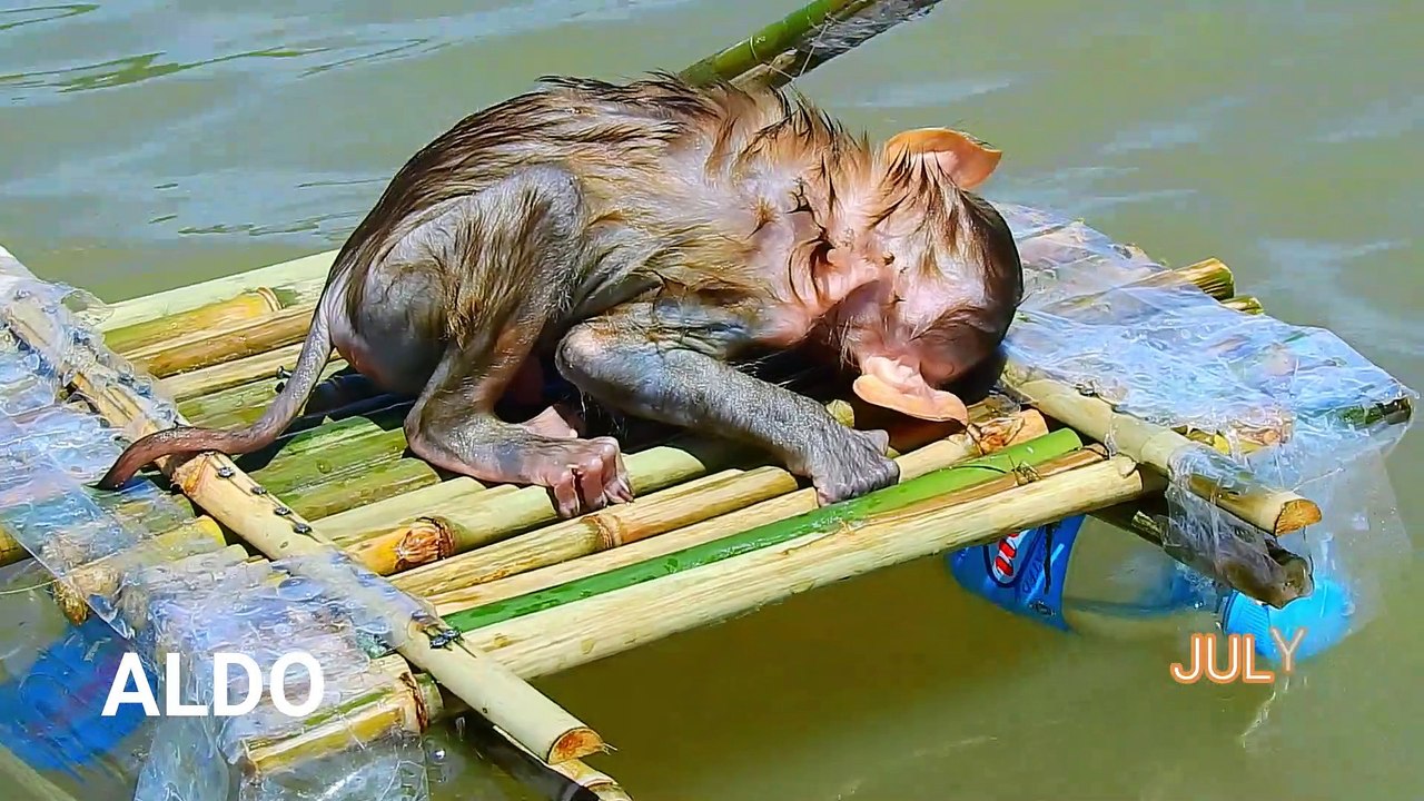 136=221=Million Scare Water Baby ALDO !! So Pity ALDO