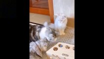 Cute And Funny Pets  Try Not To Laugh To These Pets Compilation 7 Cutest Lands
