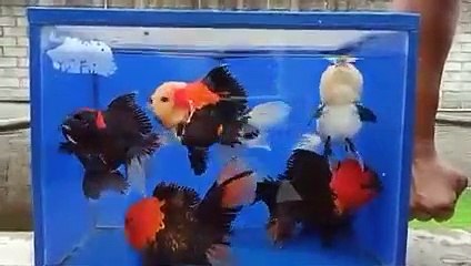 Oranda_tanco_panda_3c._Size_17_up