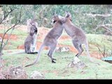 Wallabies Jump And Fight With One Another While Playing Outside