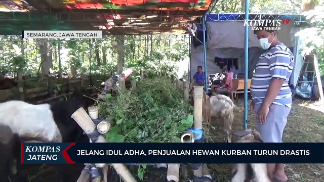 Jelang Idul Adha Penjualan Hewan Kurban Turun Drastis