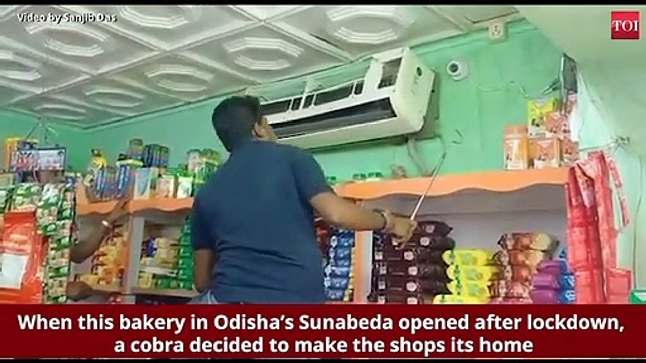 Cobra rescued from AC unit