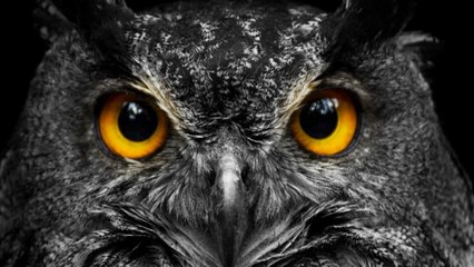 Défi du jour, trouver le hibou qui se cache