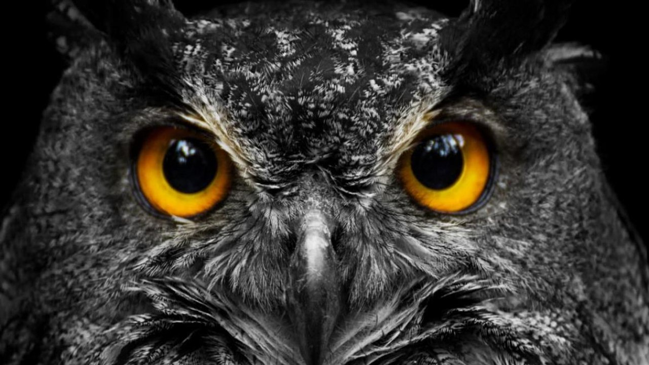 Défi du jour, trouver le hibou qui se cache