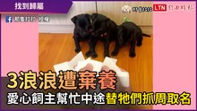 3浪浪遭棄養後找到歸屬 愛心飼主幫忙中途替牠們抓周取名