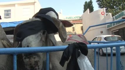 Kurban kesimi başladı