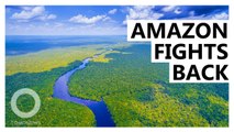 不再是「地球之肺」亞馬遜雨林排碳量比吸炭量多