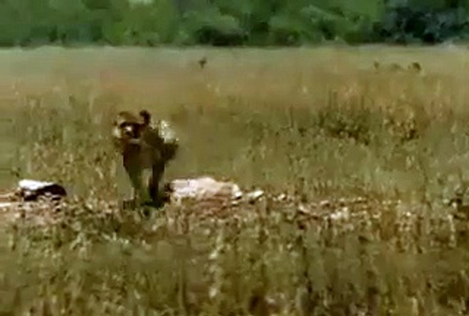 AMINAL COMEDY VIDEOS